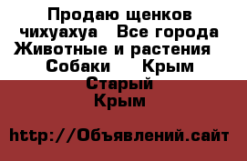 Продаю щенков чихуахуа - Все города Животные и растения » Собаки   . Крым,Старый Крым